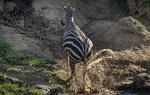 در منطقه حفاظت شده ماسایی مارای کنیا گرفته شده نشان می دهد که چگونه یک گورخر، حمله یک کروکدیل گرسنه را ناکام می گذارد.

