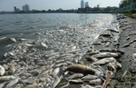 ماهی‌های مرده در ساحل دریاچه؛ هانوی، ویتنام


