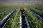 کشاورز فلسطینی در نوار غزه