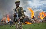 آتش زدن عاج های فیل برای جلوگیری از قاچاق غیر قانونی در کنیا (AP)