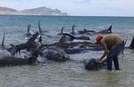 بیست وهفت نهنگ در ساحل مکزیک گرفتار شدند. (PROFEPA)